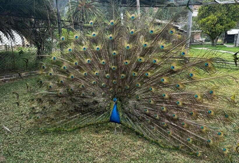 هاستل Finca San Pedro  Alojamiento Campestre Y Reserva Natural