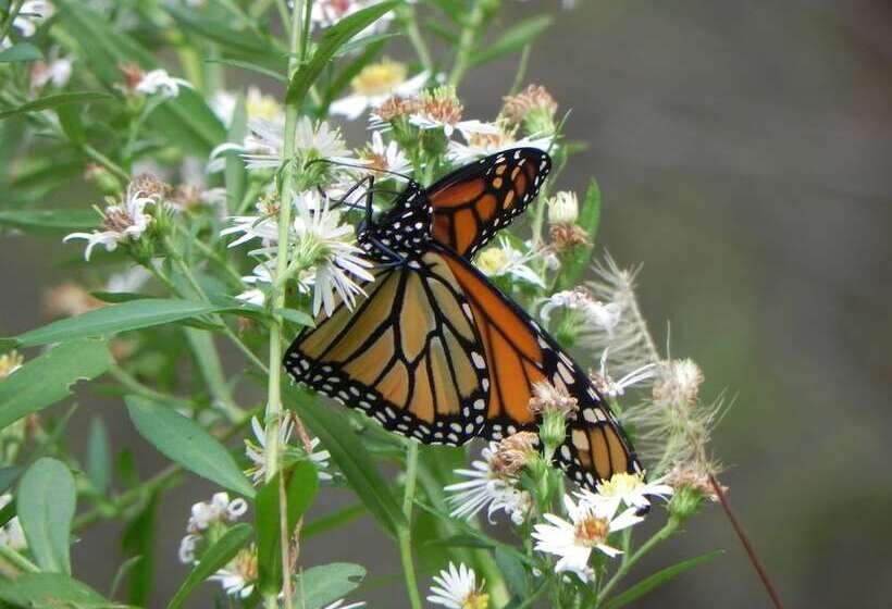 旅馆 Vine Cottage Inn