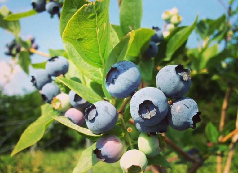 فندق Agriturismo Fruttirossi