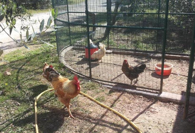 בית מלון כפרי Agriturismo Specchiarussa