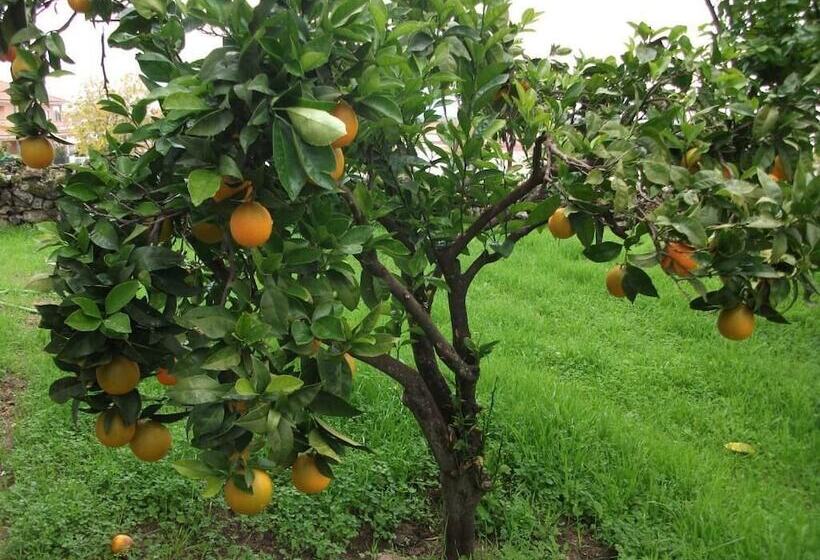 مبيت وإفطار Casa Dos Bordados