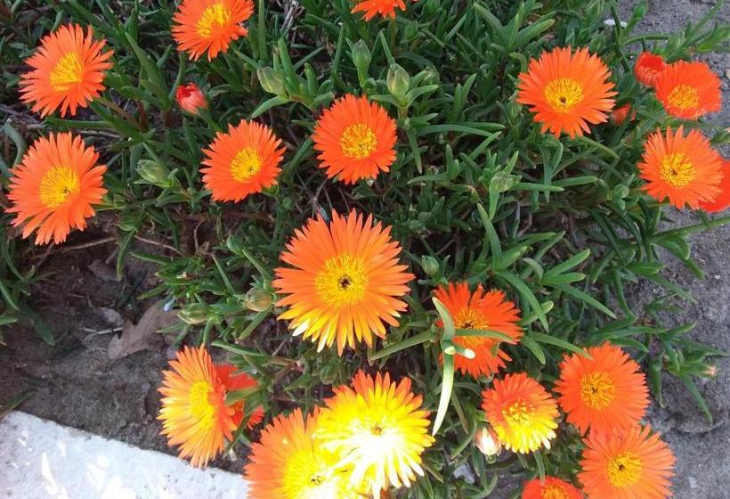 פנסיון Camere Sul Mare