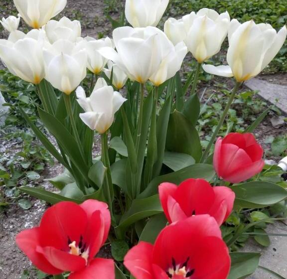 پانسیون Popock City Center