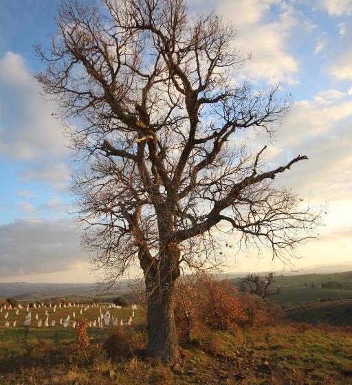 فندق Marrucheti 82