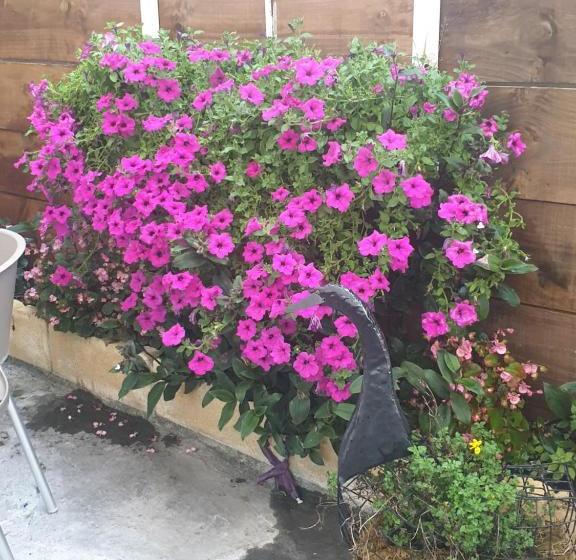 ユースホステル Hospedería Foramontanos