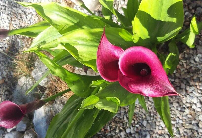 هتل Agritur Fiore D'ulivo