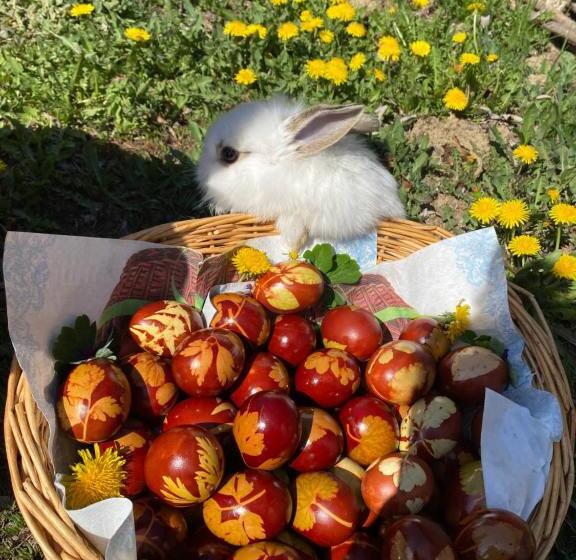 פנסיון Floare De Maramures 1