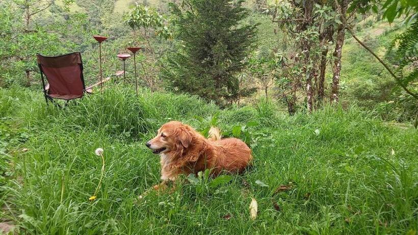 تختخواب و صبحانه Finca Petrona