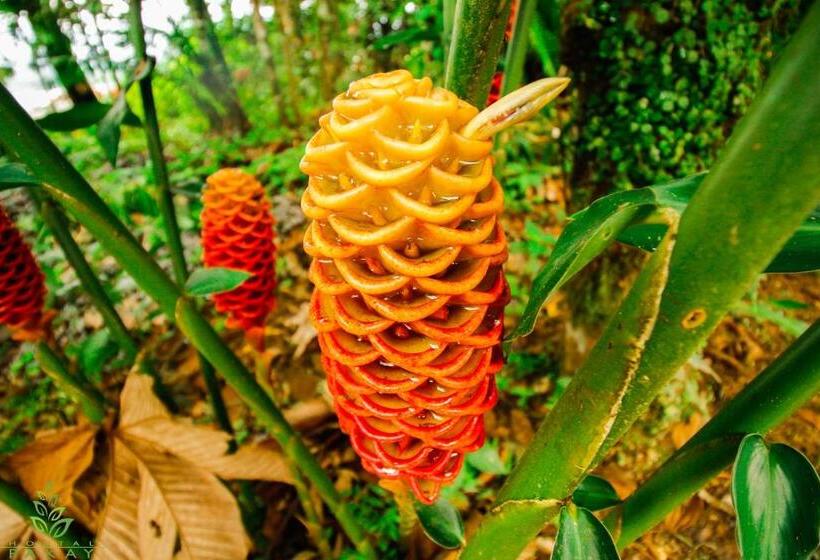 پانسیون Hostal Pakay