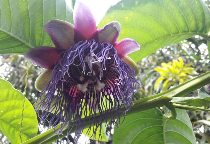 هاستل Montecarlos