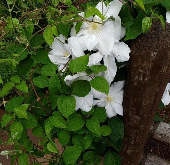 Harmony Hill Bed And Breakfast