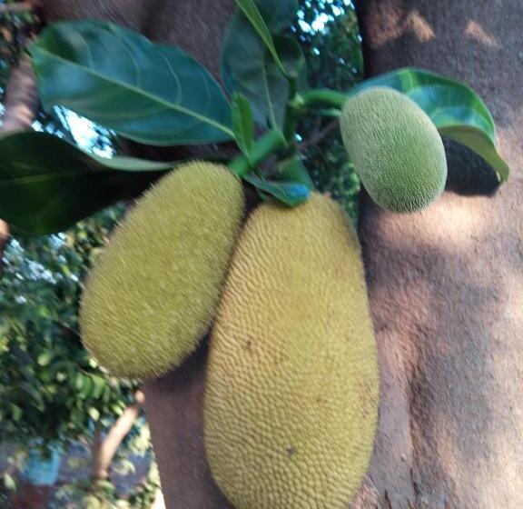 بنسيون Vidya Konkan Agro Tourism