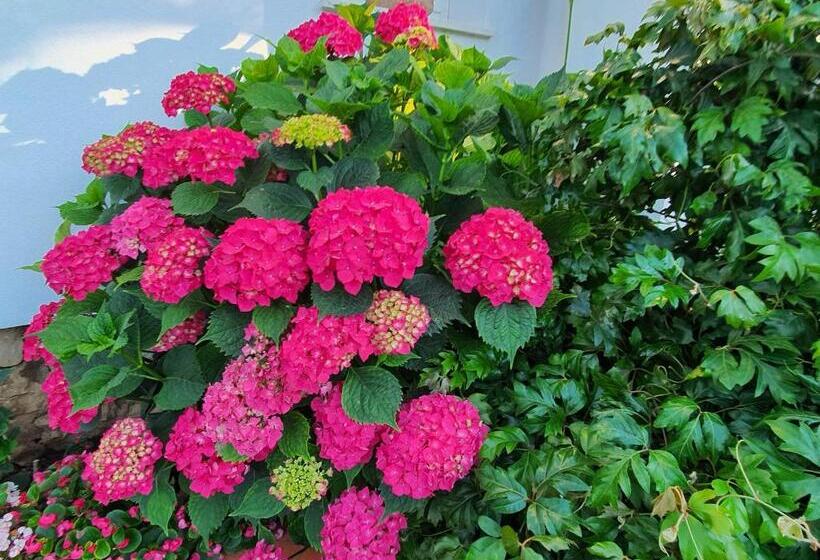 膳宿费 Arenosu Comfort Country Resort