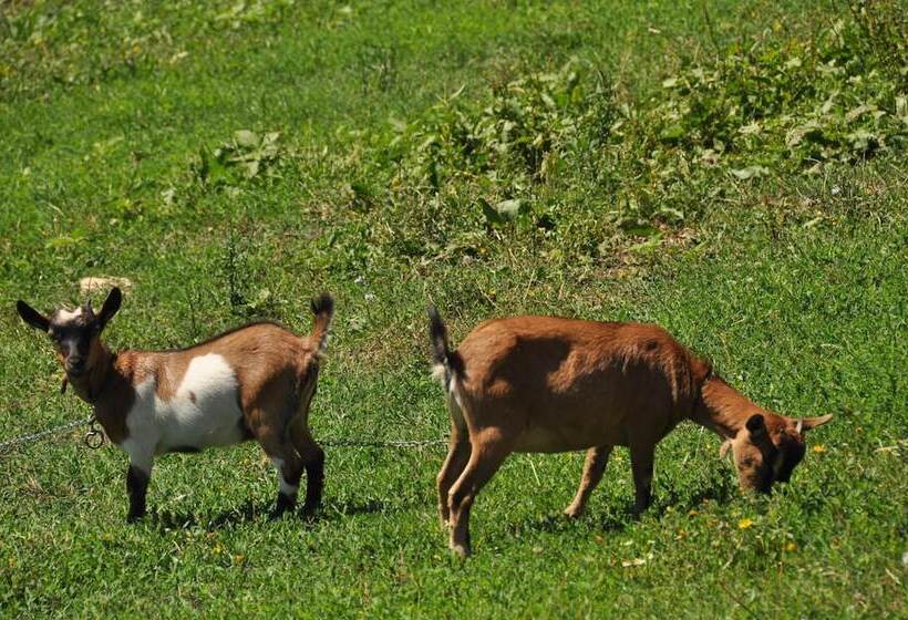 בית מלון כפרי Agriturismo Yes Boss
