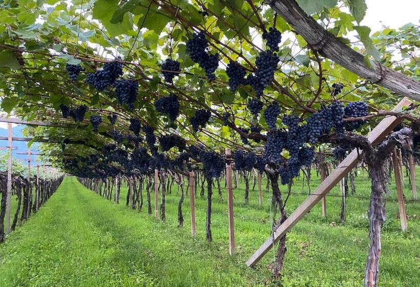 Пансион Garni Vinea Montis