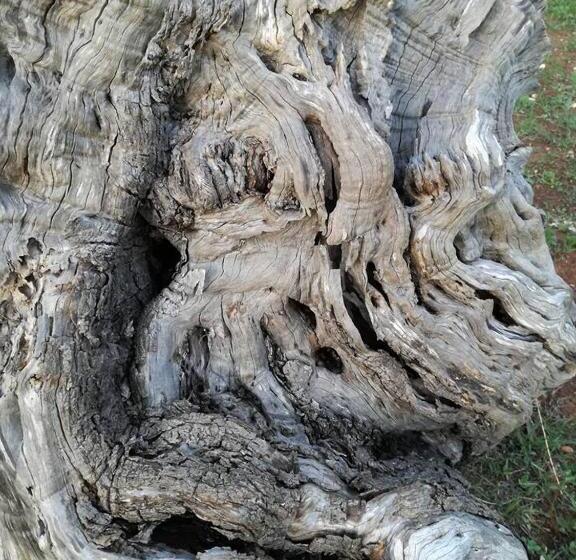 호텔 Agriturismo Spirdo