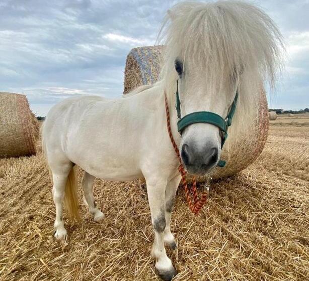 ホテル Azienda Agrituristica Il Poggetto Delle Spighe