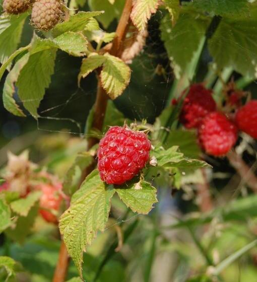 فندق Agriturismo Spa Serpanera