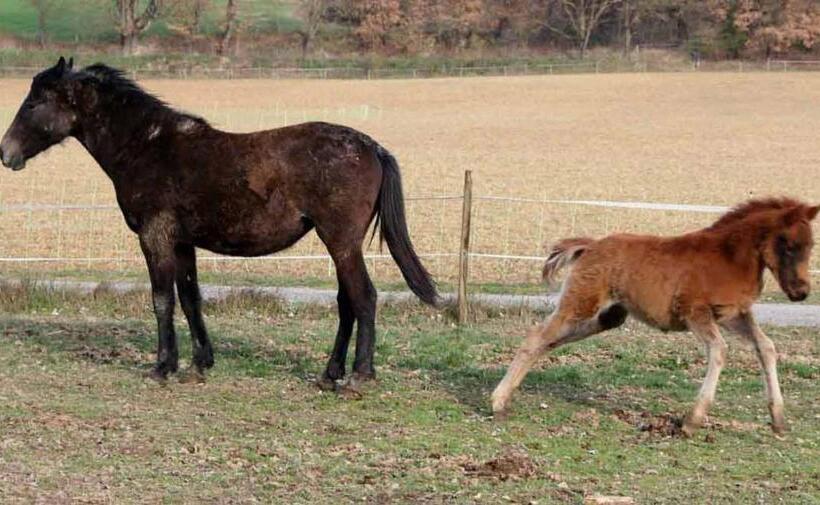 בית מלון כפרי Ferme Equestre Les Coccinelles