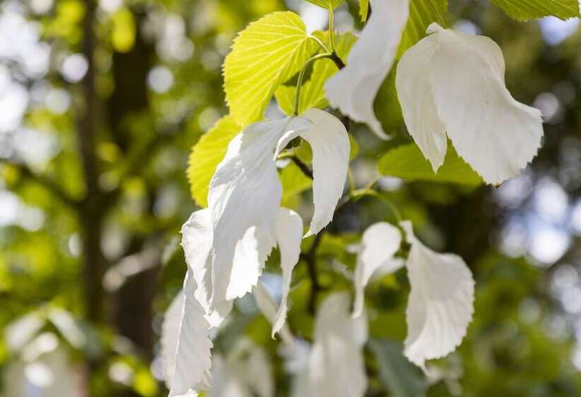 فندق صغير Gastehaus Musmann