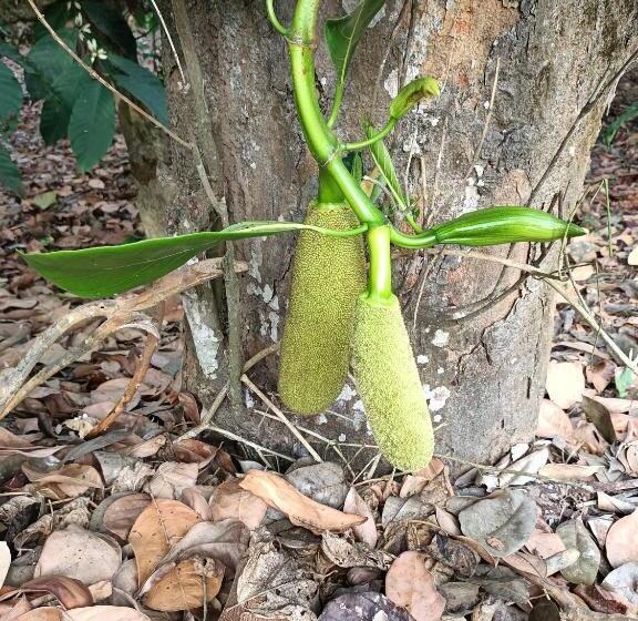 膳宿费 Coorg Kolamotte