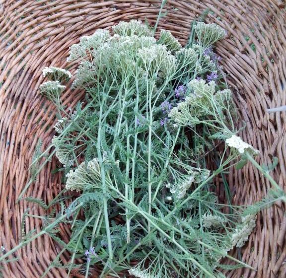 هتل Golemi Kamik Pirot