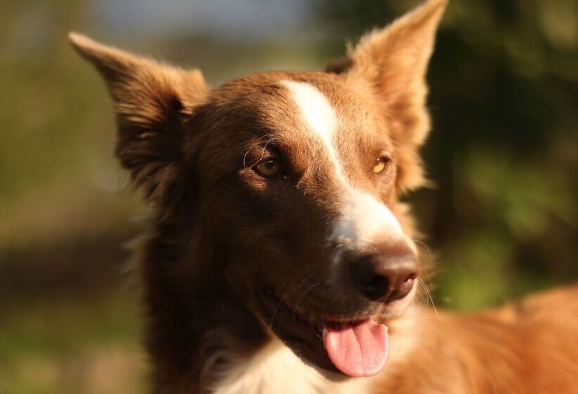 پانسیون Buriti Ecoh Rnt56521