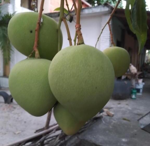 پانسیون Rancho Colcha De Retalho