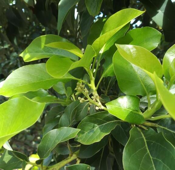 پانسیون Rancho Colcha De Retalho