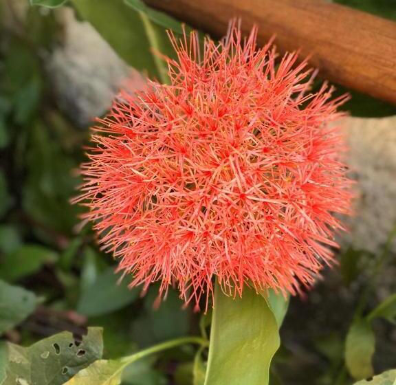 پانسیون Rancho Colcha De Retalho