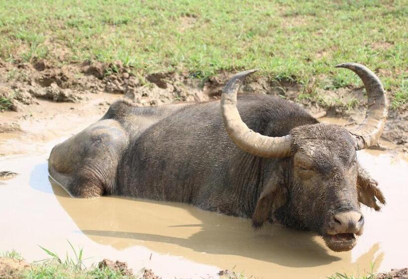 ペンション Lake Ibis