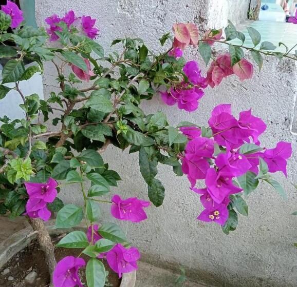 پانسیون Fun Family Guest House N Jungle Tour