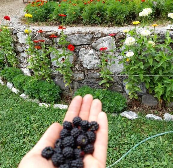 پانسیون Guesthouse Dritan Tethorja