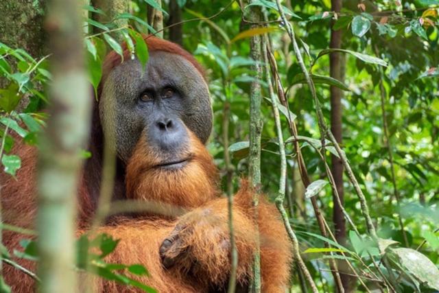 پانسیون Kupu Kupu Garden Guest House & Cafe