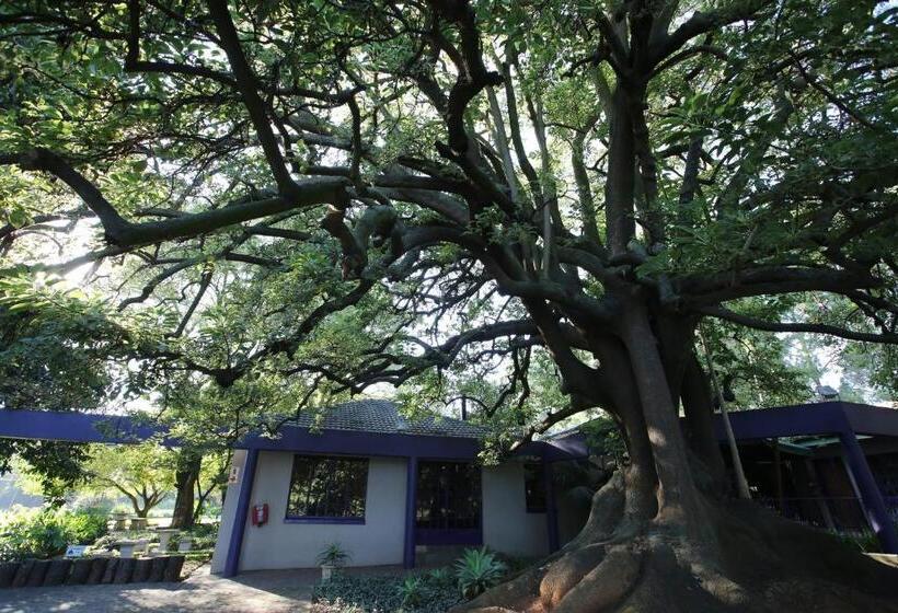 پانسیون Big Tree Midrand