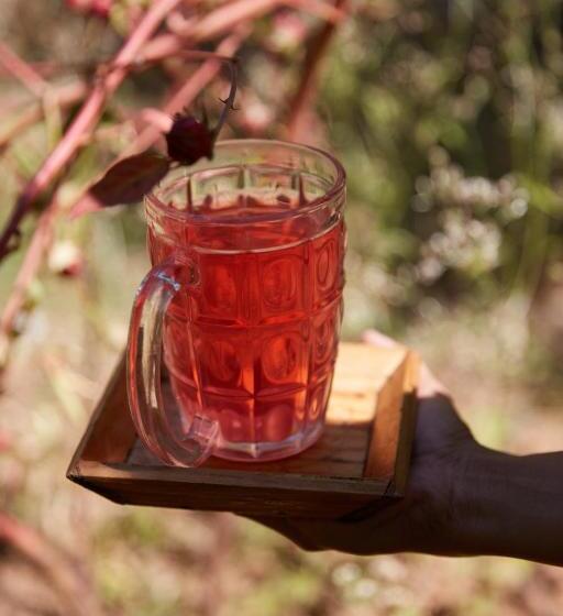 فندق صغير Jamboree Creek Yoga