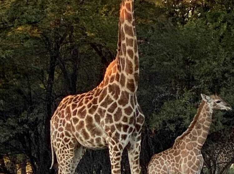 فندق Waterberg Cottages, Private Game Reserve