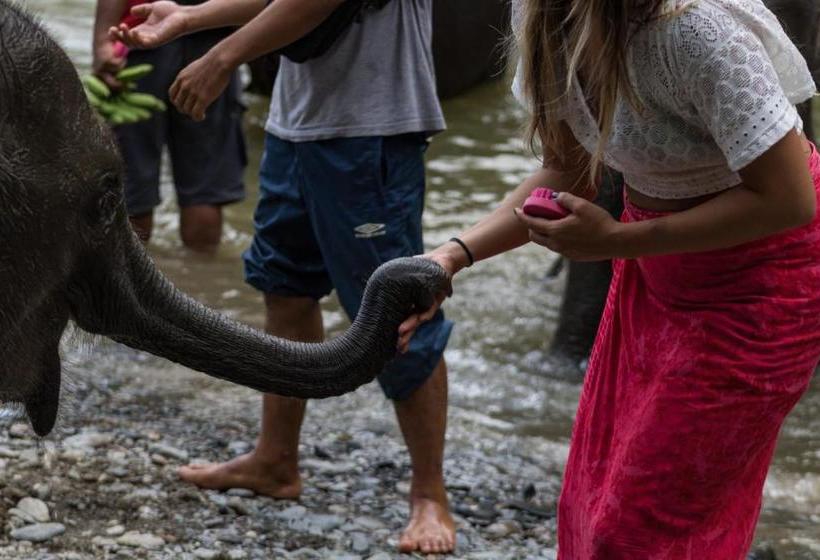 پانسیون Rain Forest Guest House