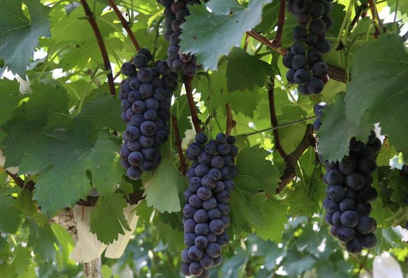 Fotos del hotel Grand Mercure Zhengzhou West:  11