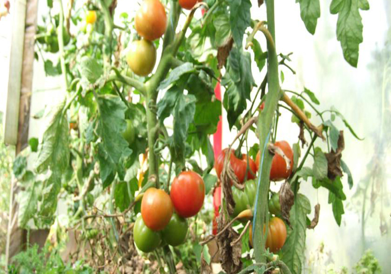 Fotos del hotel Dawn House B&b:  9