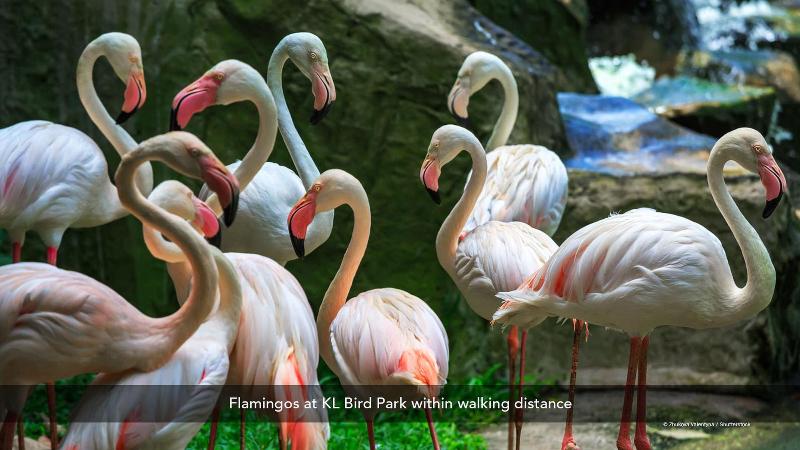 Fotos del hotel Starpoints Hotel Kuala Lumpur By Zen Rooms:  11