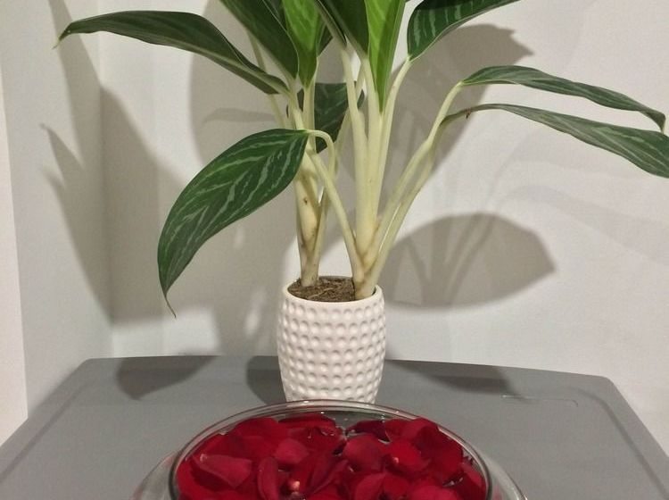 Fotos del hotel Ocean Flower:  16