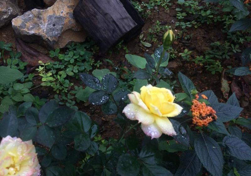 Fotos del hotel Vân Long Garden:  4