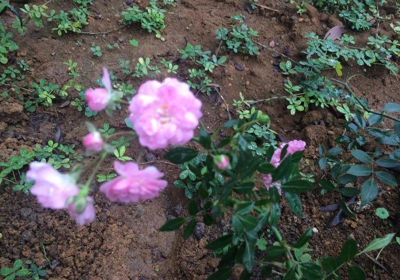 Fotos del hotel Vân Long Garden:  8