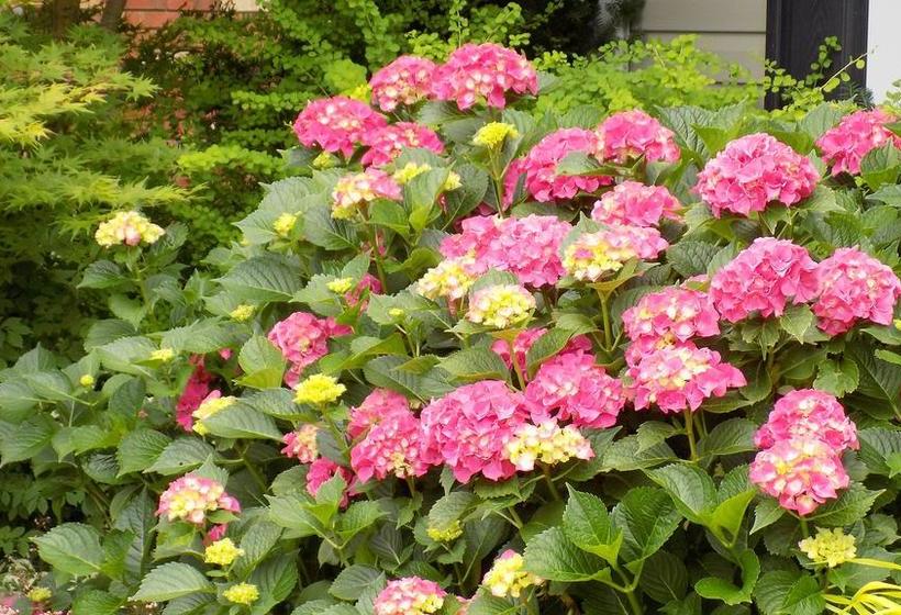 Fotos del hotel The Promenade:  5