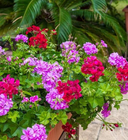 Fotos del hotel Central:  6