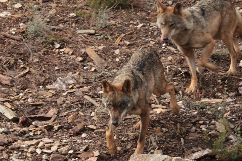 Fotos del hotel La Coral De Sanabria:  8