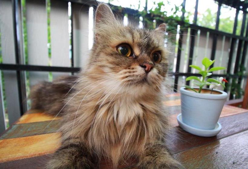 Fotos del hotel Nakara Boutique:  15