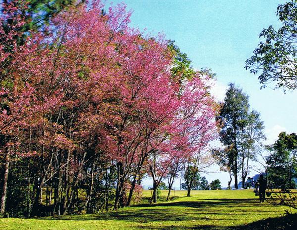 Fotos del hotel Pai River Mountain Resort:  6