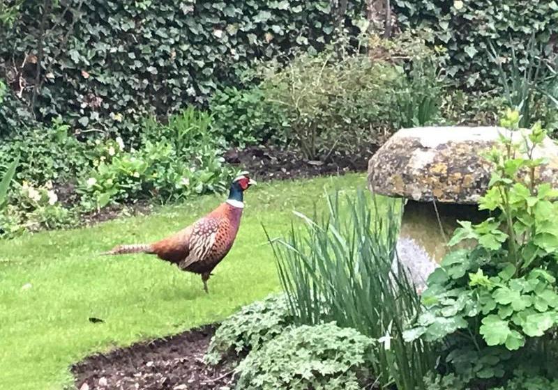 Fotos del hotel Pigeon House Cottage B&b:  6